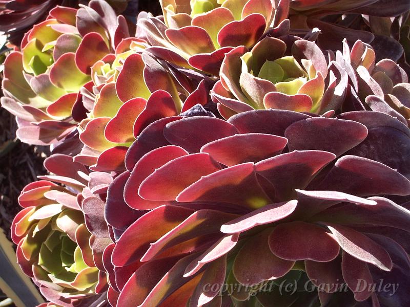 Succulents, Melbourne Botanic Gardens IMGP1021.JPG